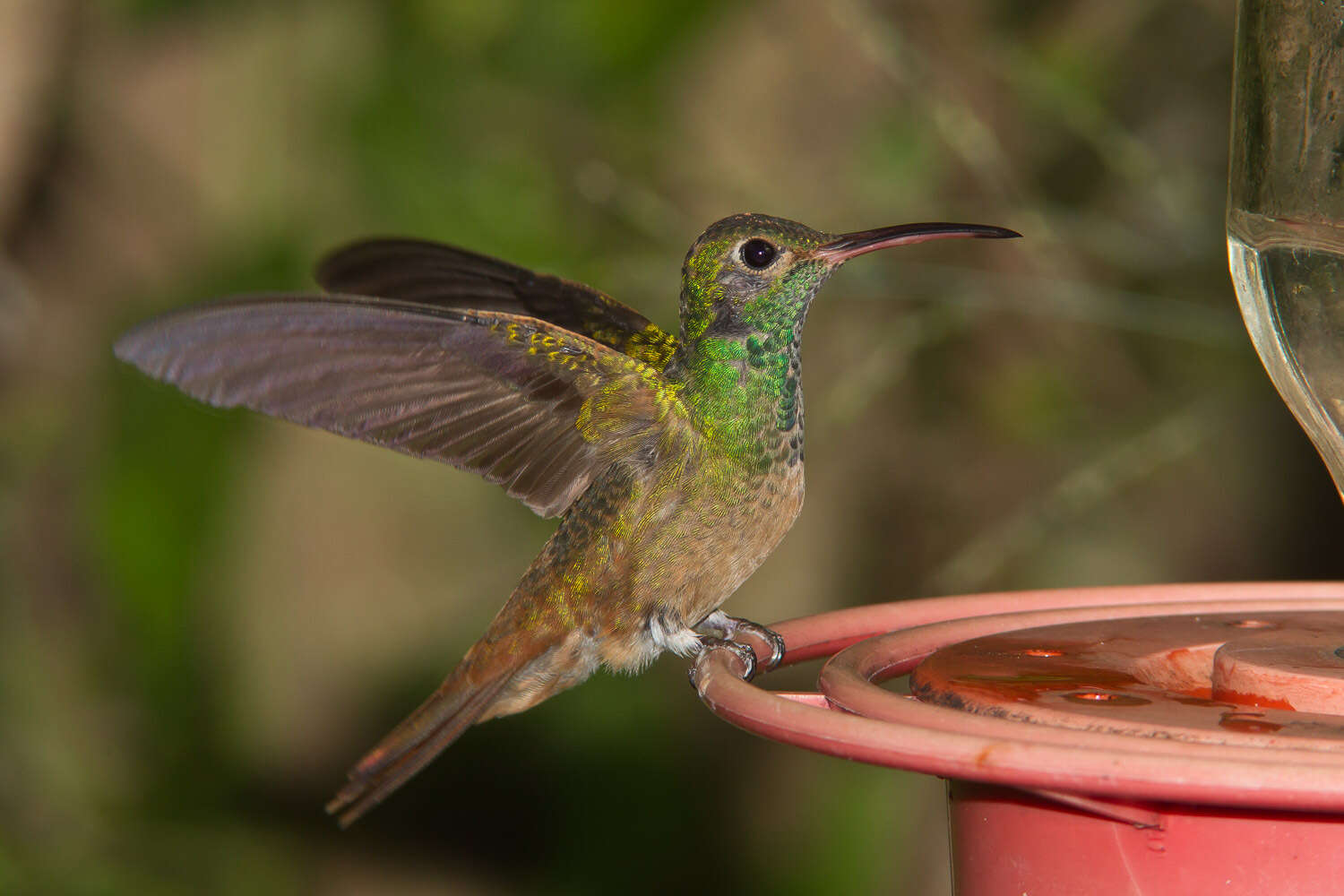 Imagem de Amazilia yucatanensis (Cabot & S 1845)