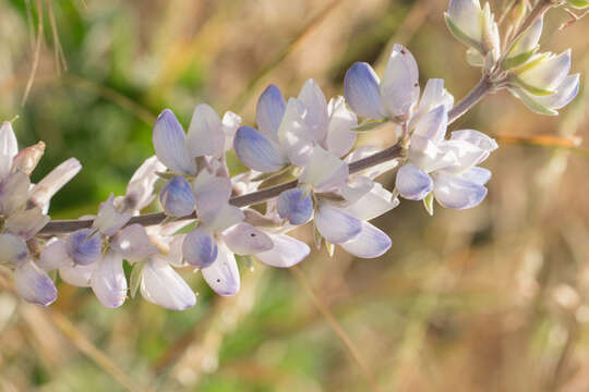 Image of longleaf bush lupine