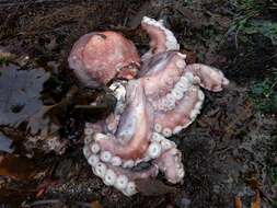 Image of Giant octopus