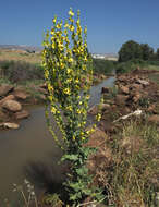 Image of Verbascum galilaeum Boiss.