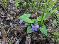 Image of Sand Violet