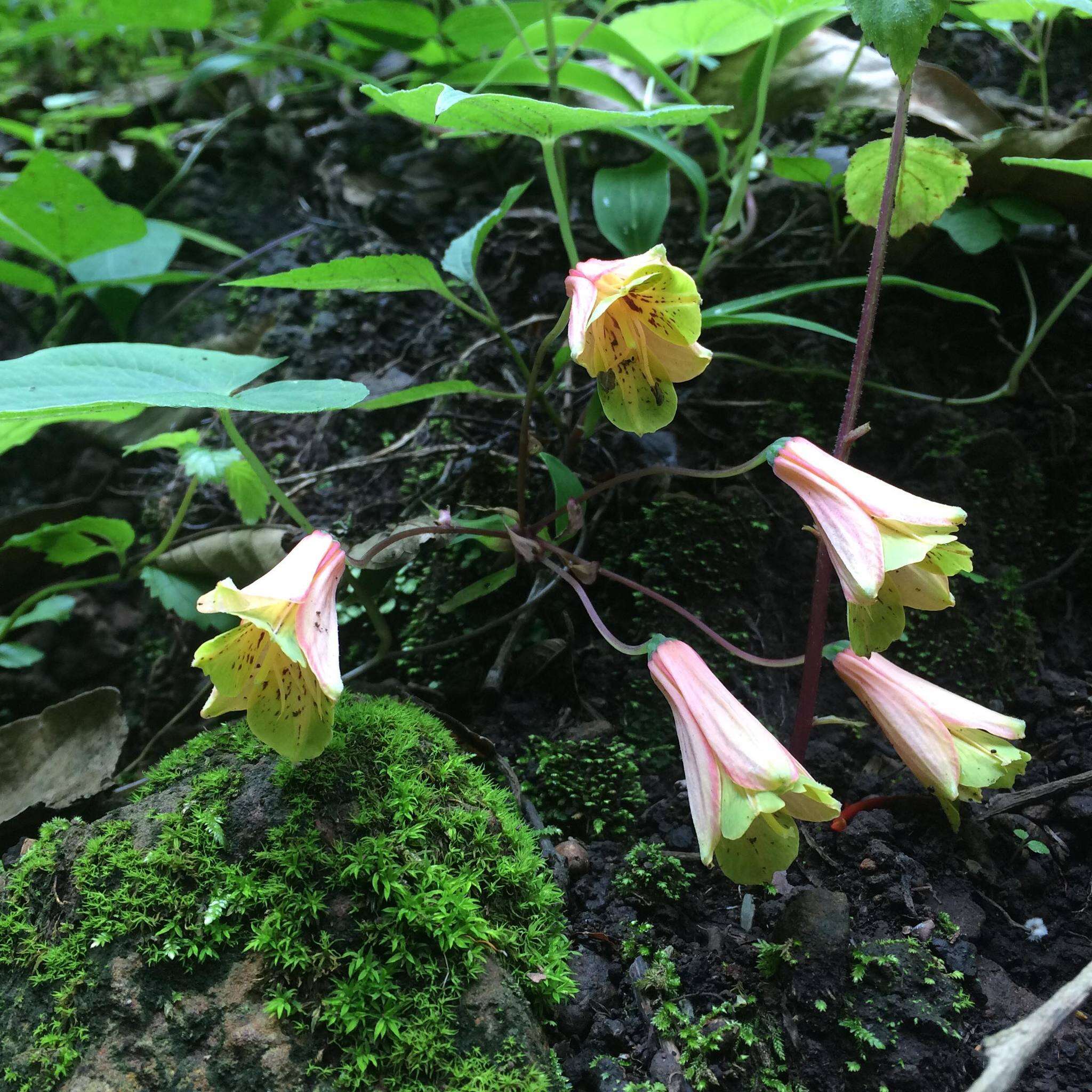 Image of Bomarea edulis (Tussac) Herb.