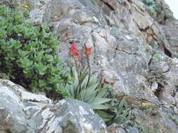 Aloe succotrina Weston resmi