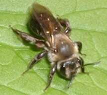 Imagem de Andrena vicina Smith 1853