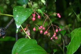 Image of Miconia cornoides