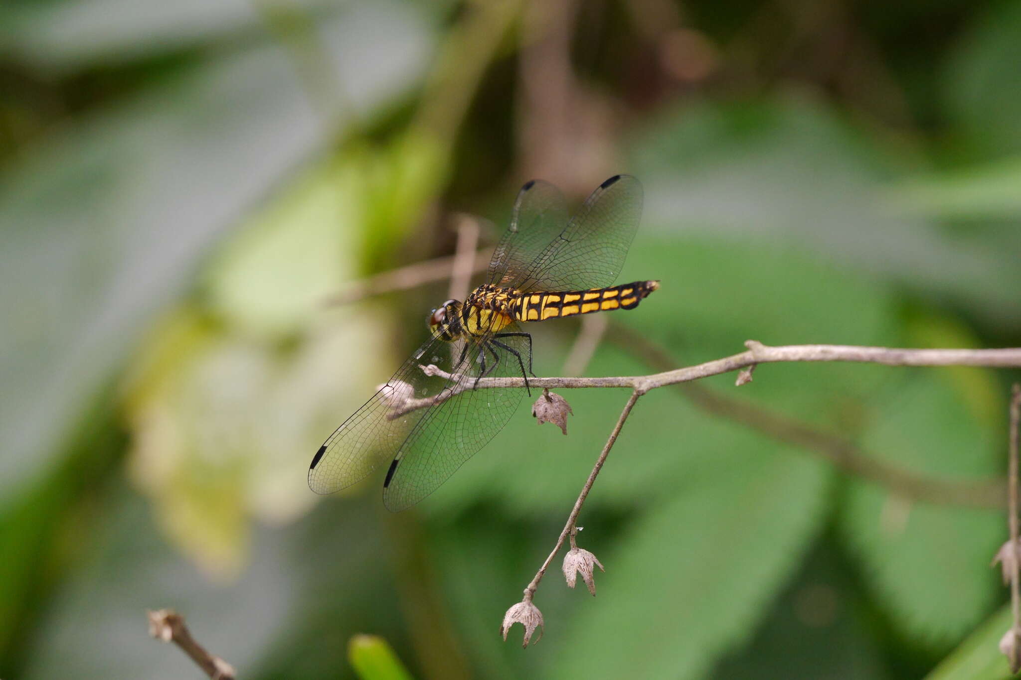 Image of Lyriothemis elegantissima Selys 1883