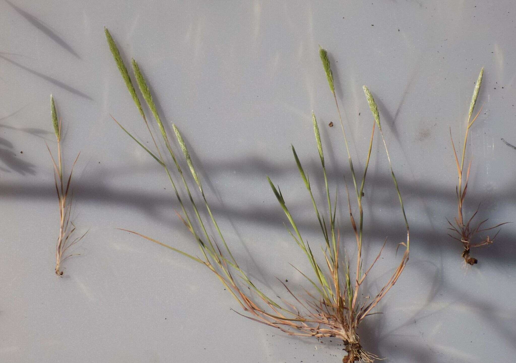 Image of Nit-grass