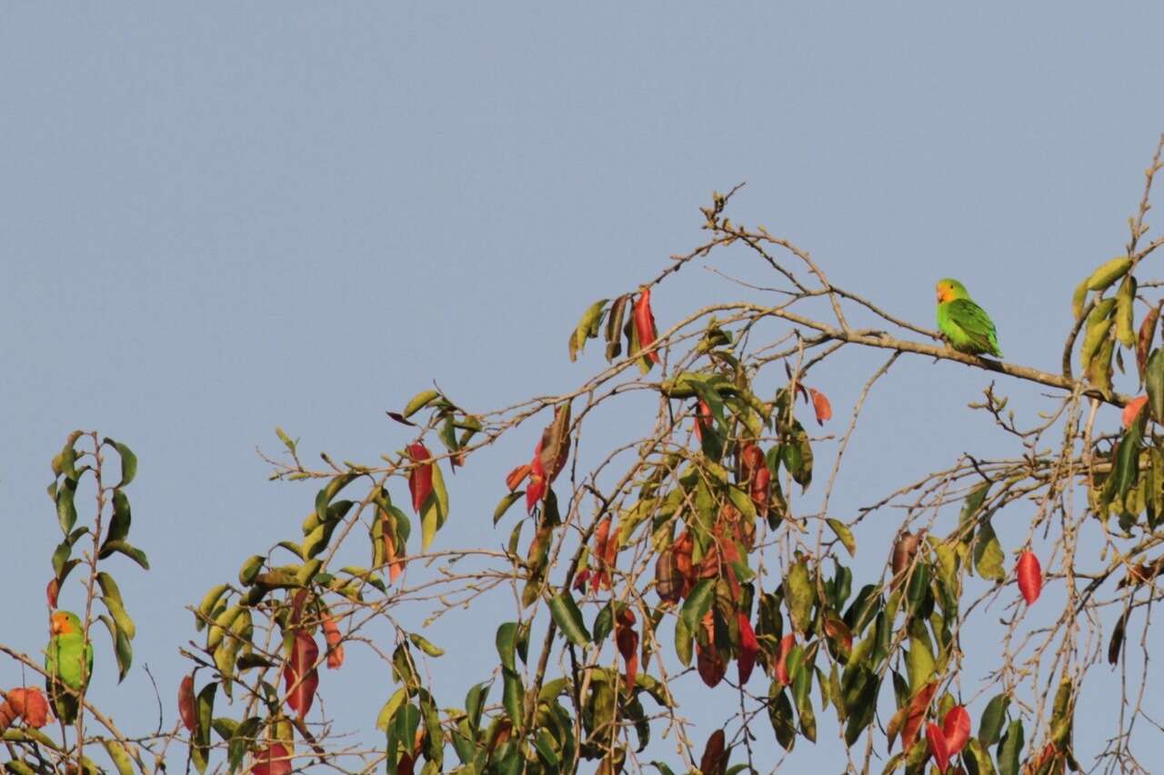 Image of Red-headed Lovebird