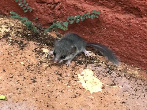 Image of Large Savanna African Dormouse