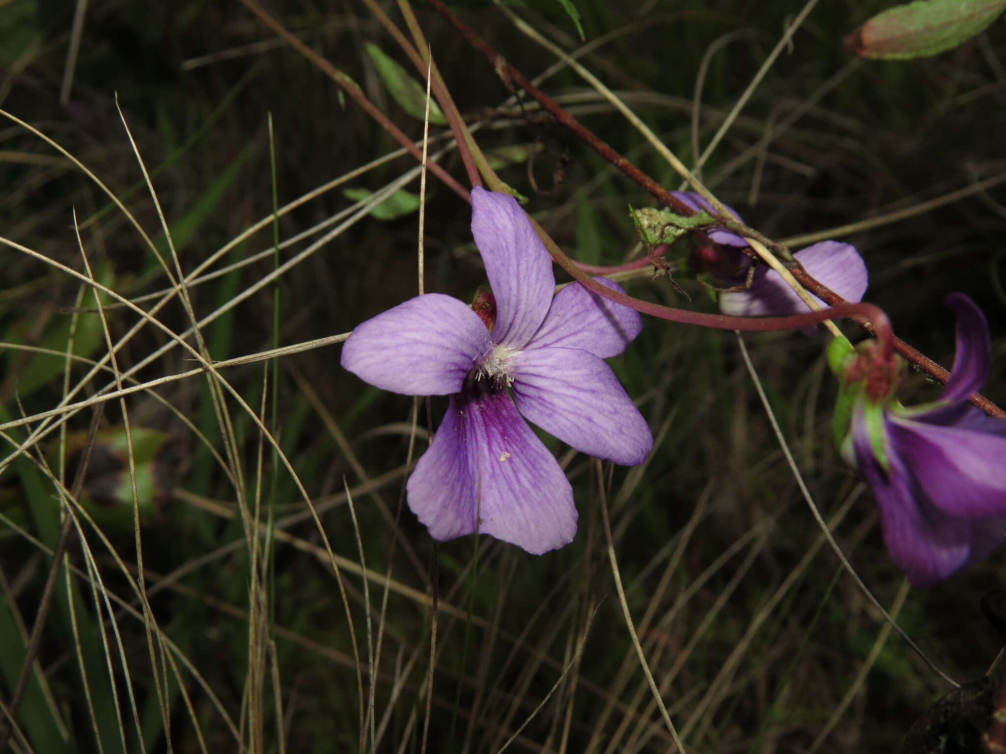 Image de Viola portalesia C. Gay