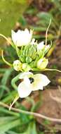 Imagem de Ornithogalum arabicum L.