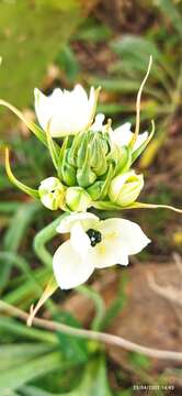 Image of Ornithogalum arabicum L.