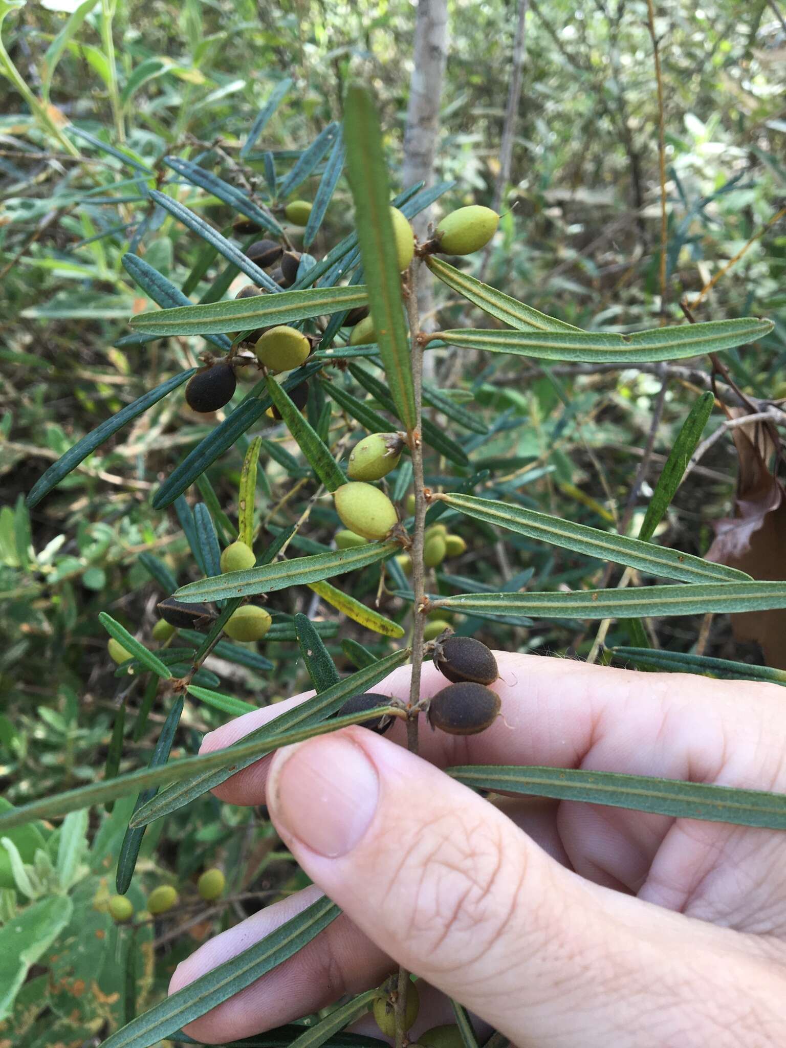 Hovea clavata I. Thomps.的圖片