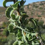 Imagem de Salvia dentata Aiton