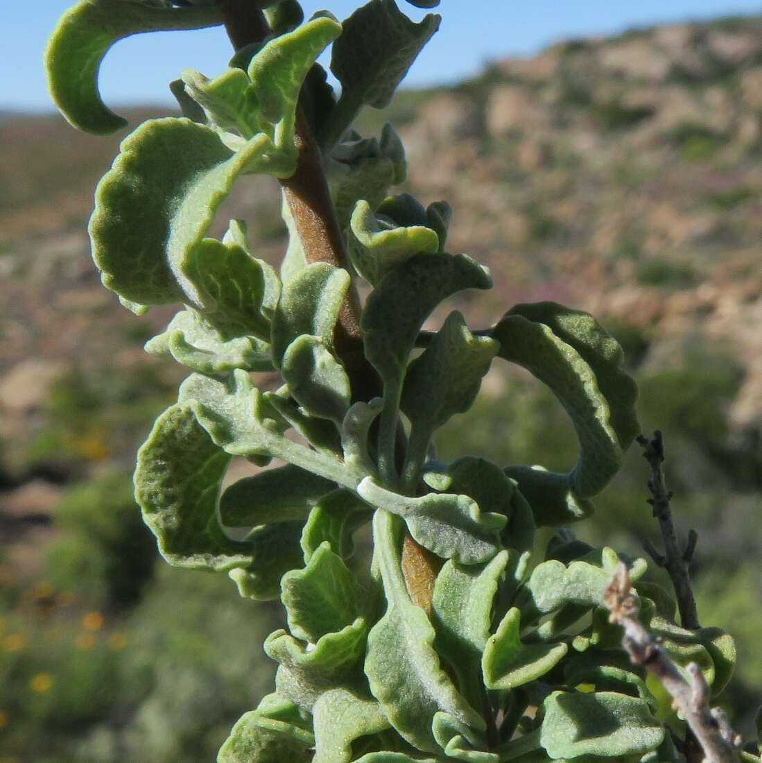 Imagem de Salvia dentata Aiton