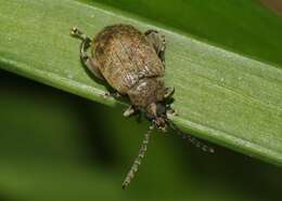 Слика од Caryobruchus gleditsiae (Linnaeus 1767)