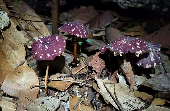 Imagem de Marasmius amazonicus Henn. 1904