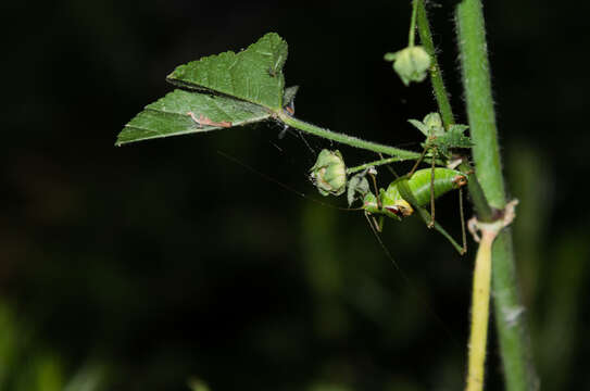 Image of Crimean Bright Bush-Cricket