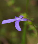 Image of Lobelia gibbosa Labill.