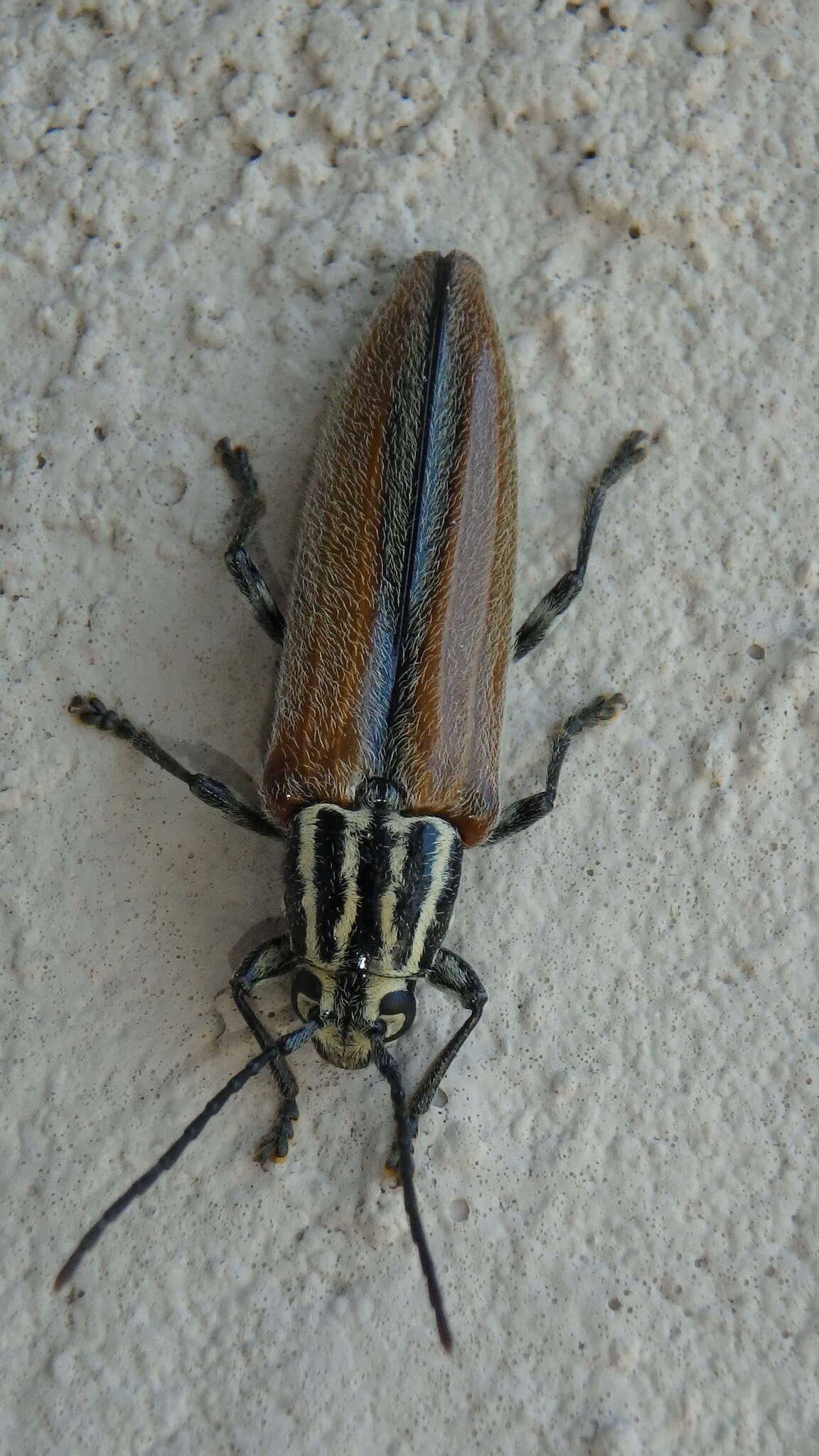 Image of Cabbage Palm Longhorn