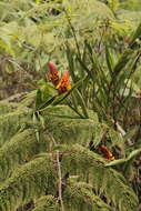 Image of Elleanthus myrosmatis (Rchb. fil.) Rchb. fil.