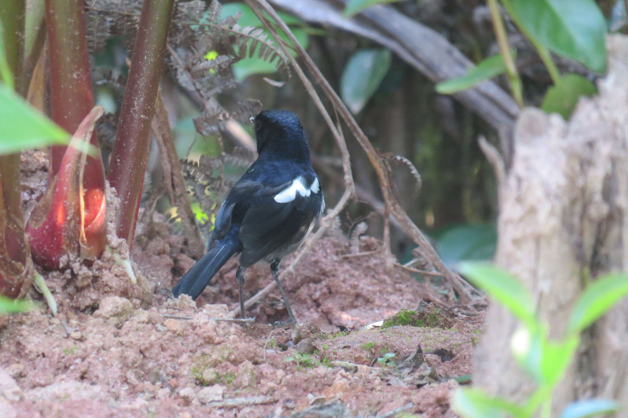 Image of Madagascan Magpie-Robin