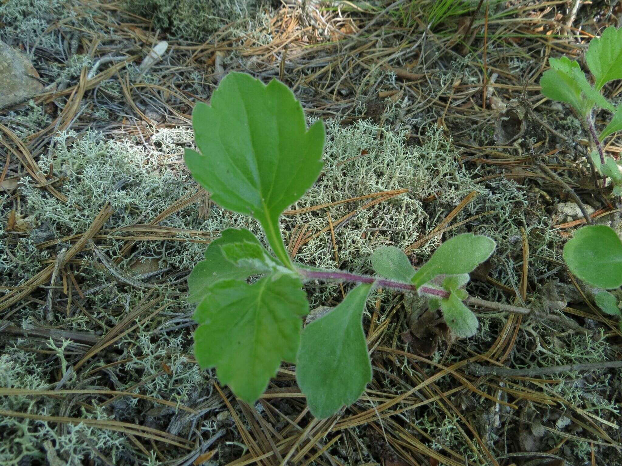 Image of Artemisia keiskeana Miq.