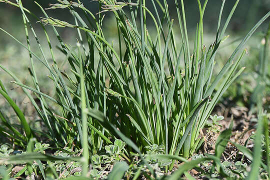 Plancia ëd Dipcadi viride (L.) Moench