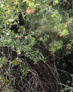 Image of Hermannia filifolia L. fil.