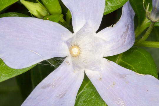 Image of Vinca difformis subsp. sardoa Stearn