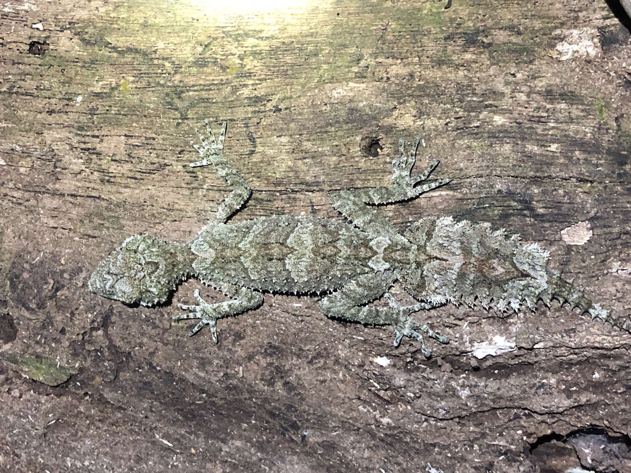 Image of Southern Leaf-tailed Gecko