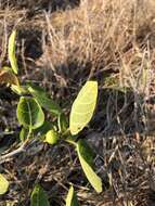 Image of Sweet Sandpaper Fig