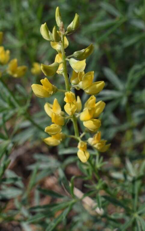 صورة Lupinus croceus Eastw.