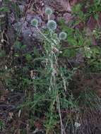 Image of Echinops sphaerocephalus subsp. sphaerocephalus