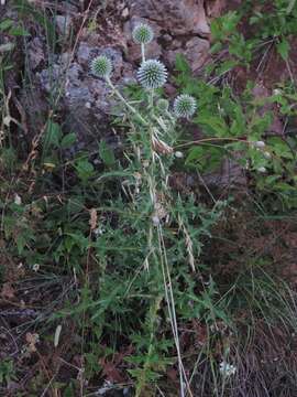 Image of Echinops sphaerocephalus subsp. sphaerocephalus