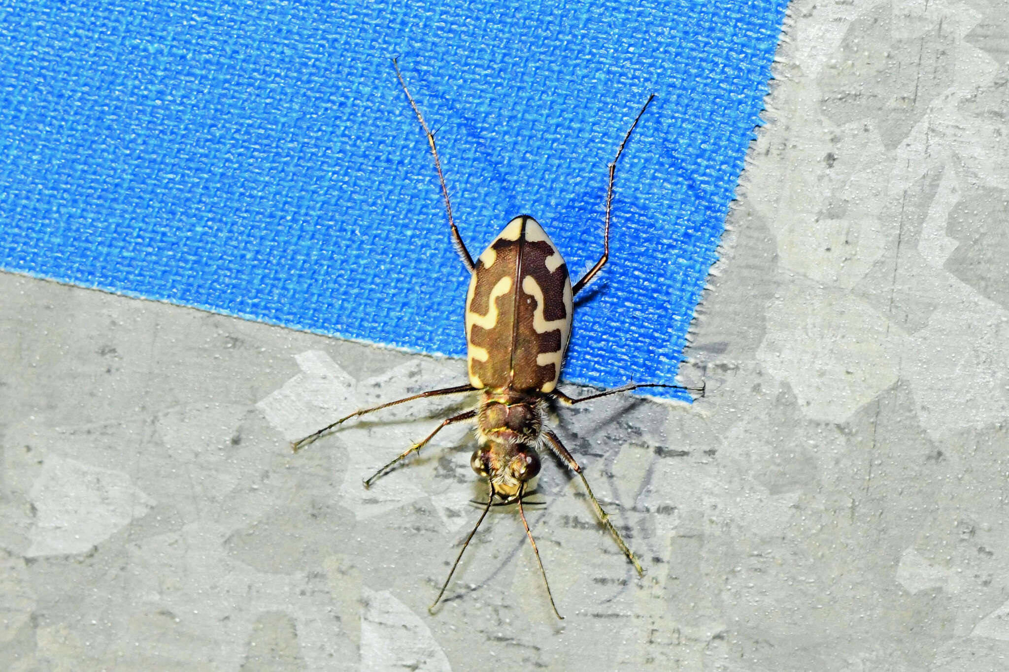 Image of Beach tiger beetle