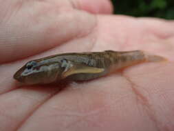 Image of Rhinogobius gigas Aonuma & Chen 1996