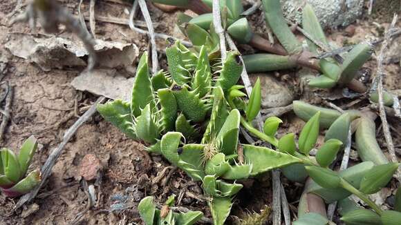 صورة Faucaria felina (Weston) Schwant. & Jacobsen