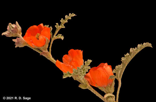 Image of Sphaeralcea australis Speg.