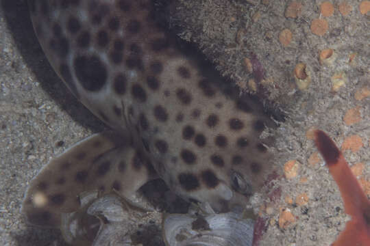 Image of Freycinet's Epaulette Shark