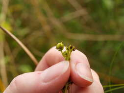 Image of Round-Seed St. John's-Wort