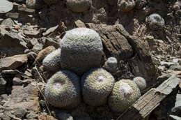 Parodia gibbulosoides F. H. Brandt resmi