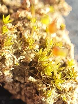 Pottiopsis caespitosa Blockeel & A. J. E. Smith 1998的图像