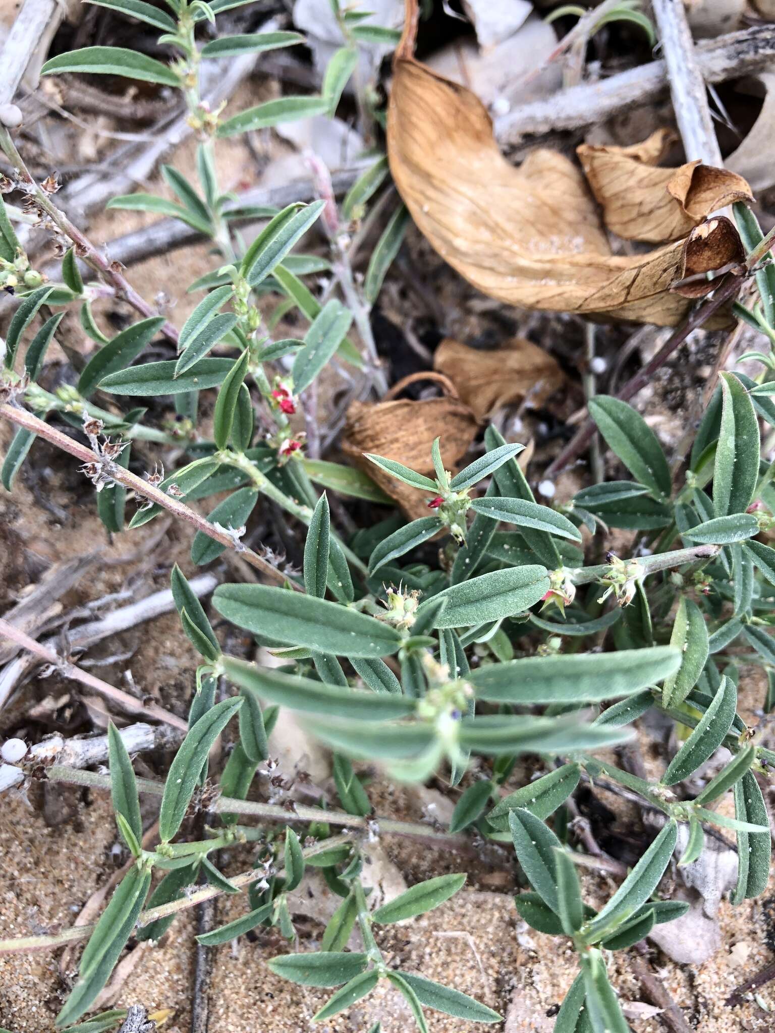 Image of Indigofera linifolia (L. fil.) Retz.