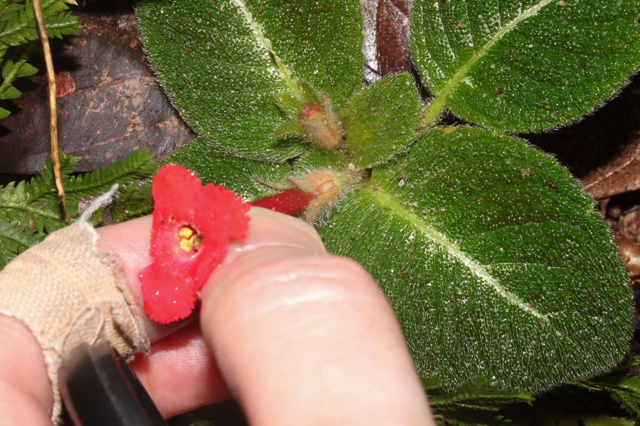 Image de Episcia reptans Mart.