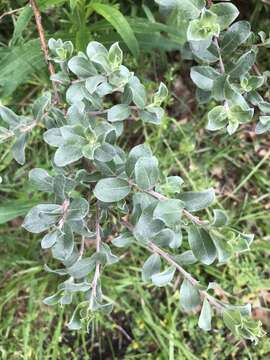 Image of creeping willow