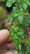 Image of Pilea urticifolia (L. fil.) Bl.