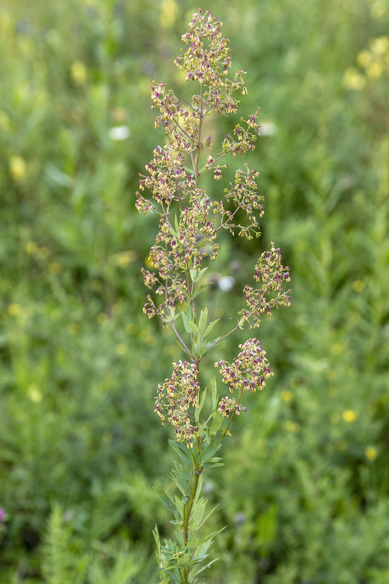 Image of Thalictrum simplex L.