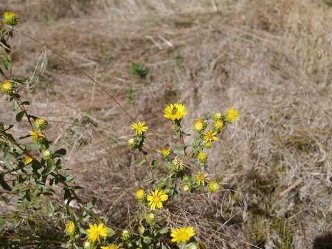 Image of subalpine gumweed