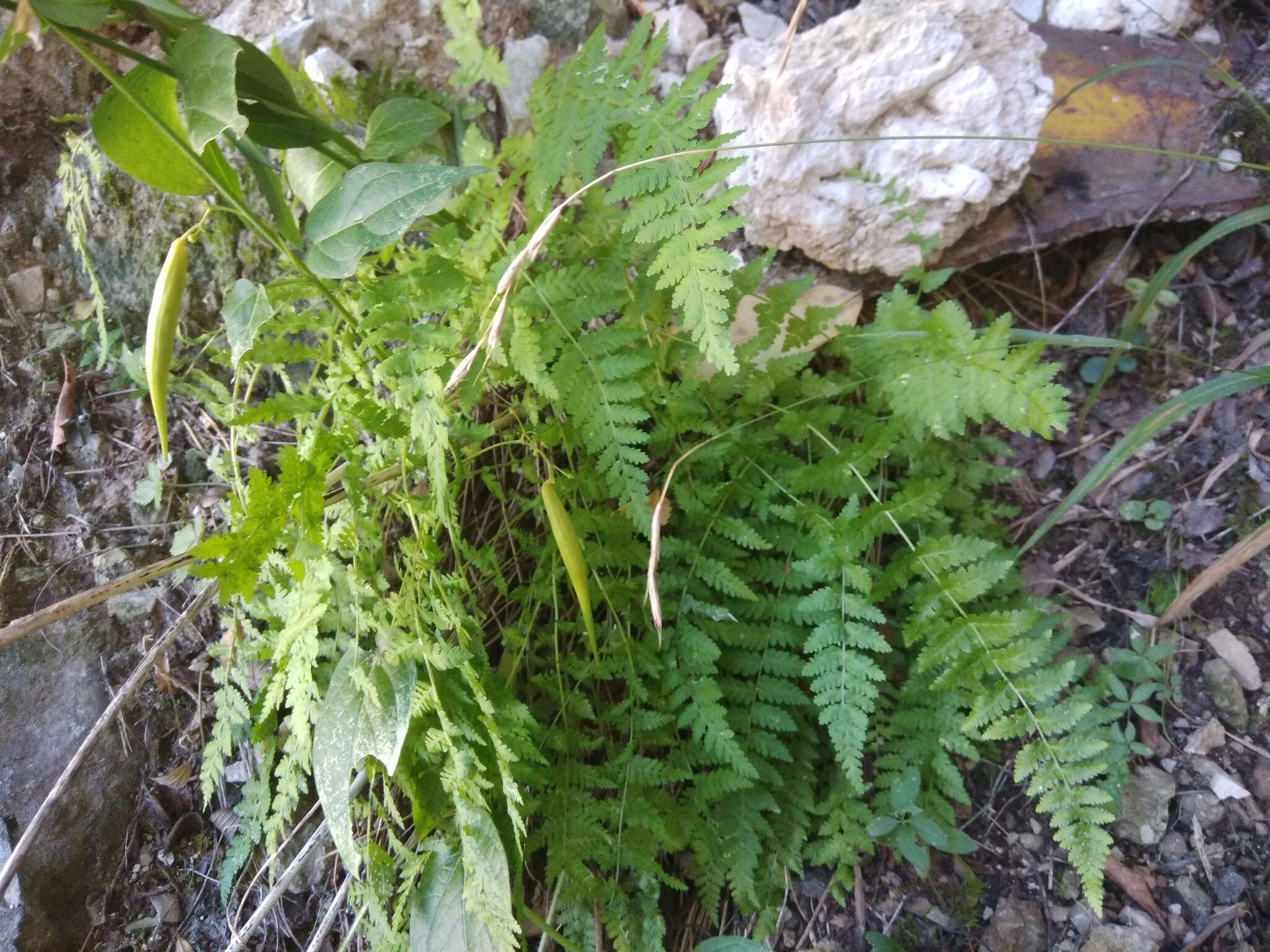 Image of Woodsia fragilis (Trev.) Moore